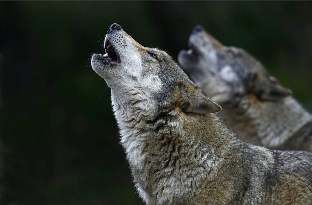 Illustration des modes de communication des animaux